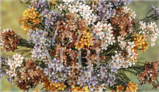 Flor Albi DAF Erp Contabilidad